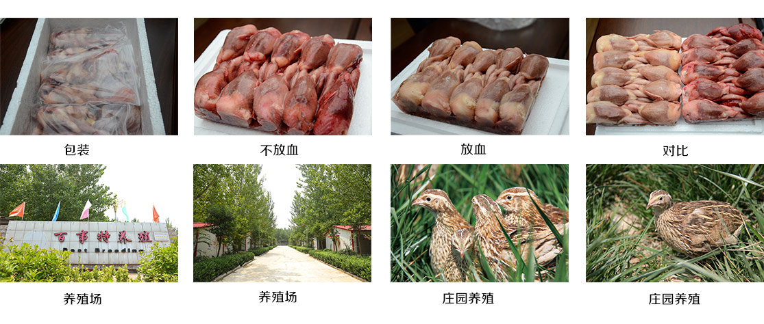 鵪鶉養(yǎng)殖.jpg